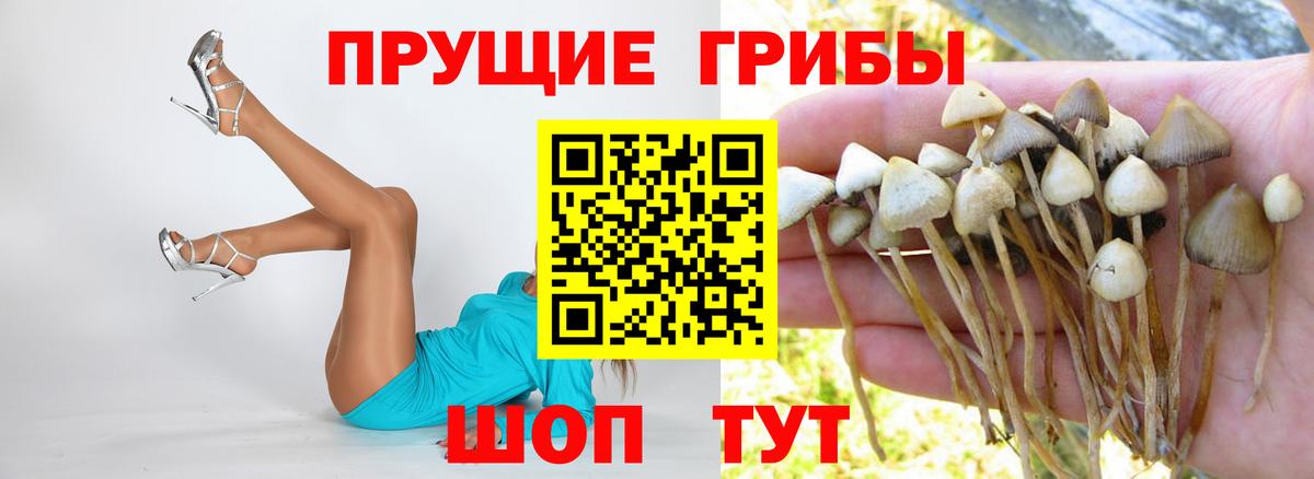 наркошоп  Вход с VPN  Псилоцибиновые грибы прущие грибы  Урюпинск  Галлюциногенные грибы Cubensis 